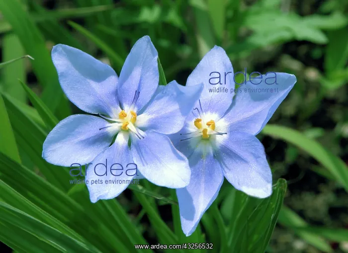 : USA, Kansas, Prairie Flower : USA, Kansas, Prairie Flower
