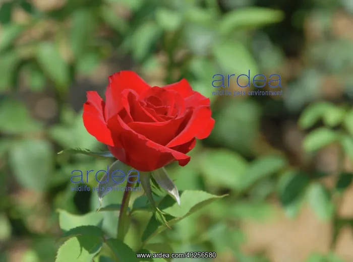 : USA, Kansas, Red Rose : USA, Kansas, Red Rose