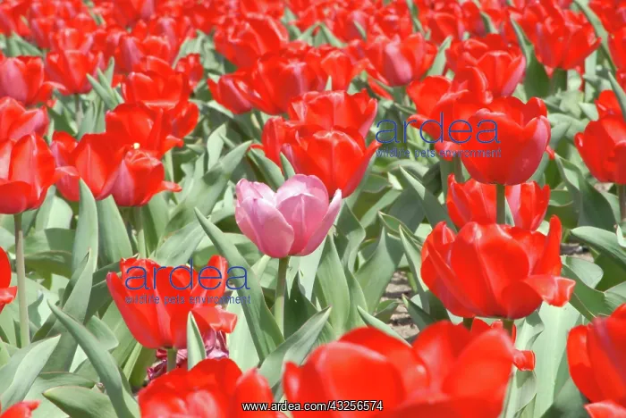 : USA, Kansas, Red Tulips with one Pink Tulip : USA, Kansas, Red Tulips with one Pink Tulip