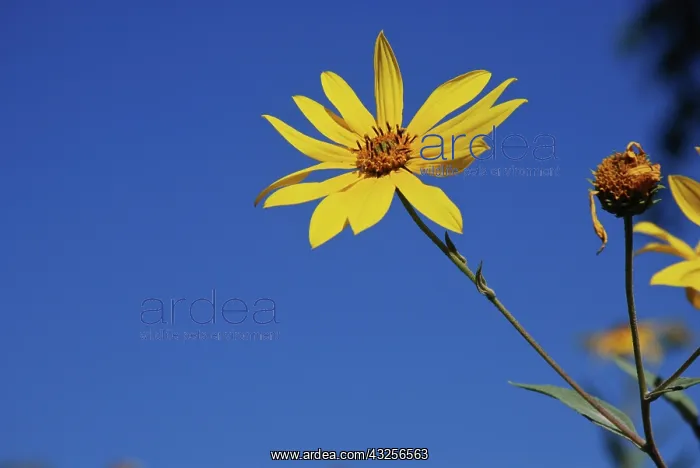 : USA, Kansas, Sunflower against Blue Sky : USA, Kansas, Sunflower against Blue Sky