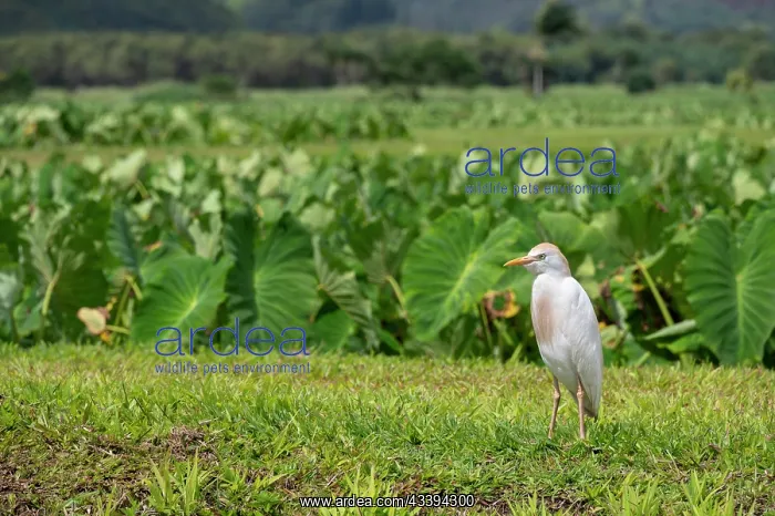 : USA, Kauai, Hawaii. Cattle Egret forages in field : USA, Kauai, Hawaii. Cattle Egret forages in field