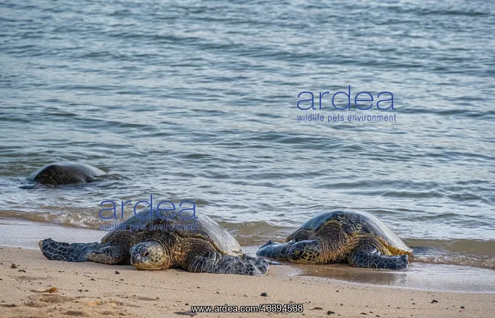: USA, Kauai, Hawaii. Endangered green sea turtles : USA, Kauai, Hawaii. Endangered green sea turtles