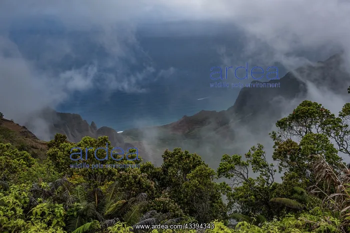 : USA, Kauai, Hawaii. Lush vegetation, sea cliffs : USA, Kauai, Hawaii. Lush vegetation, sea cliffs