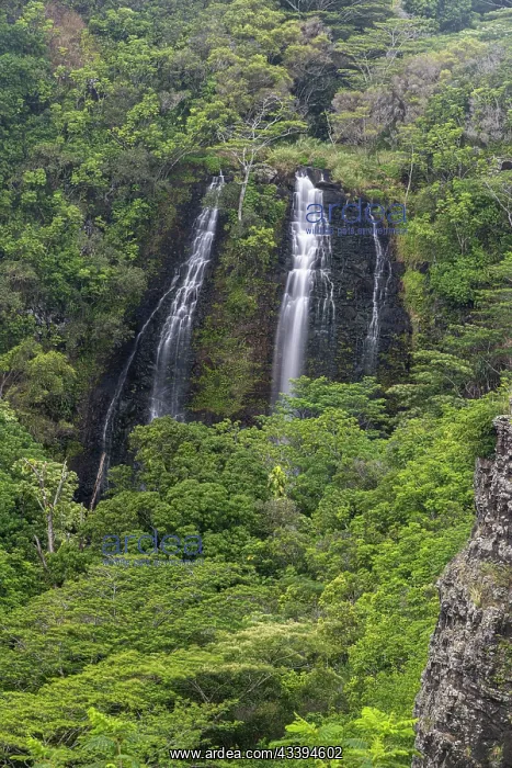 : USA, Kauai, Hawaii. Opaekaa Falls : USA, Kauai, Hawaii. Opaekaa Falls