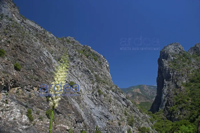  : USA, Kings Canyon NP, California - Yucca in flower