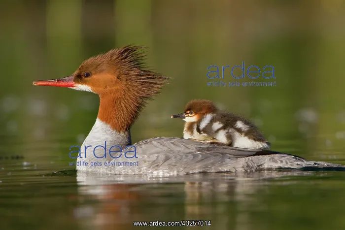 : USA, Lake Sammamish, Washington. Female : USA, Lake Sammamish, Washington. Female