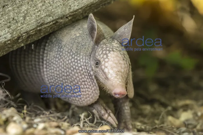 : USA, Louisiana, Lake Martin. Young nine-banded armadillo : USA, Louisiana, Lake Martin. Young nine-banded armadillo