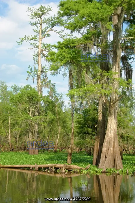 : USA - LouisianaIs Atchafalaya Basin : USA - LouisianaIs Atchafalaya Basin
