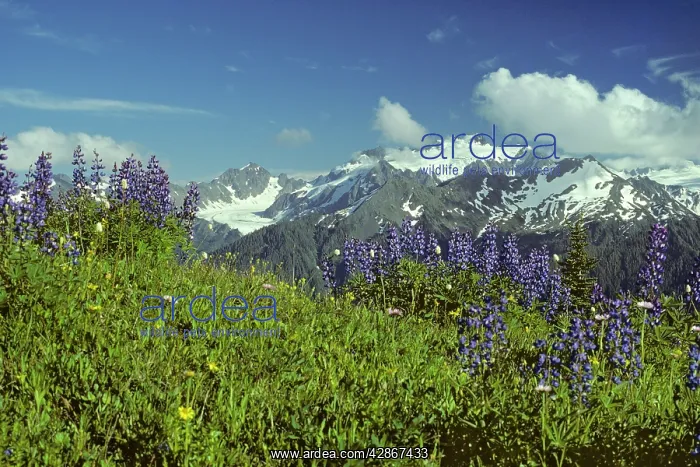 : USA - Lupins and view of Mount Olympus from High : USA - Lupins and view of Mount Olympus from High
