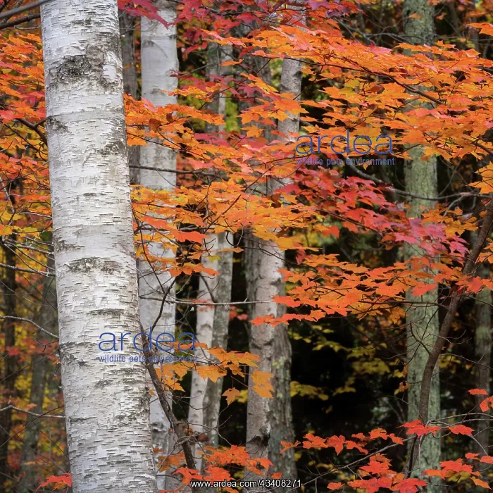 : USA, Maine, Acadia National Park : USA, Maine, Acadia National Park