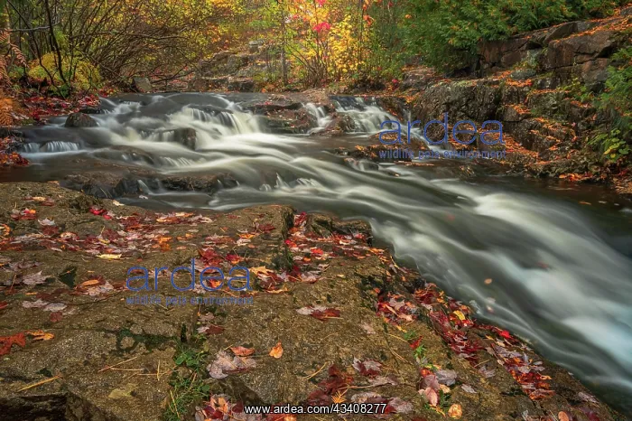 : USA, Maine, Acadia National Park. Stream rapids in forest : USA, Maine, Acadia National Park. Stream rapids in forest