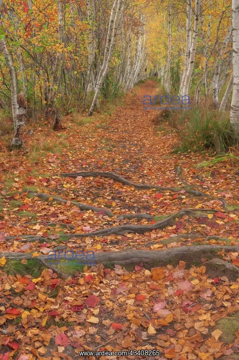 : USA, Maine, Acadia National Park. Tree roots in : USA, Maine, Acadia National Park. Tree roots in