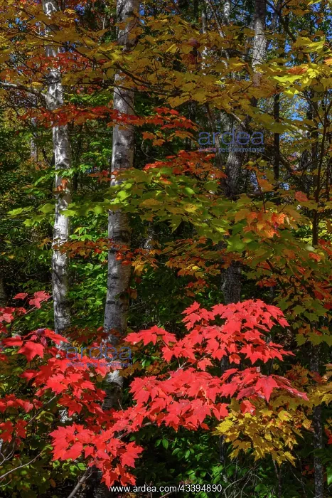 : USA, Maine. Birch trunks and Fall foliage, Katahdin : USA, Maine. Birch trunks and Fall foliage, Katahdin