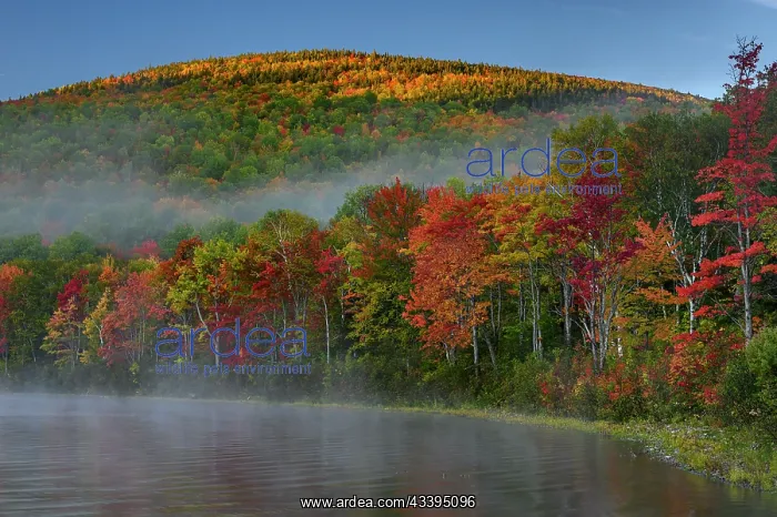 : USA, Maine. Brilliant fall colors at edge of South : USA, Maine. Brilliant fall colors at edge of South