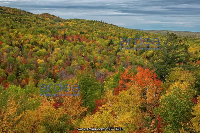 : USA, Maine. Colorful fall foliage, Baxter State Park : USA, Maine. Colorful fall foliage, Baxter State Park