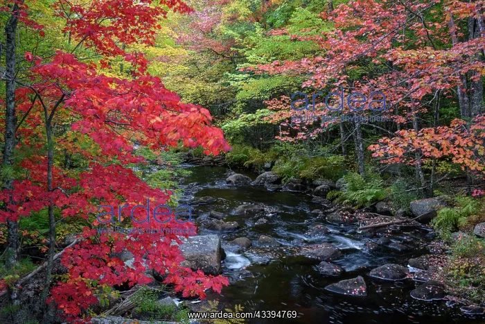 : USA, Maine. Colorful fall foliage along creek near : USA, Maine. Colorful fall foliage along creek near