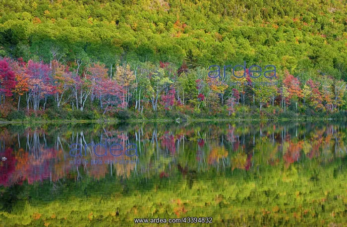 : USA, Maine. Colorful foliage reflected in South : USA, Maine. Colorful foliage reflected in South