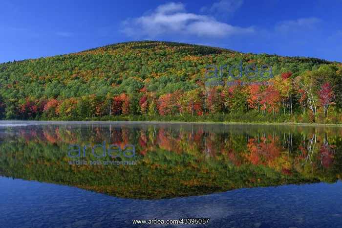  : USA, Maine. Colorful foliage reflected in South