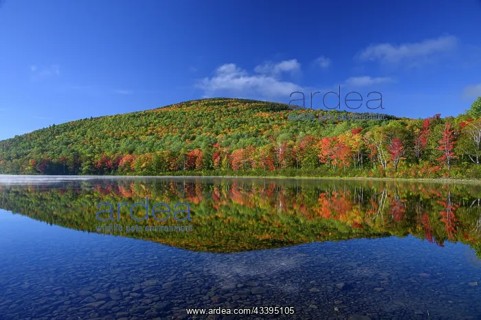  : USA, Maine. Colorful foliage reflected in South