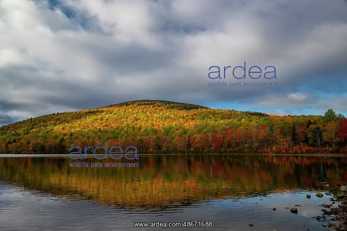 : USA, Maine. Fall foliage and mountain reflection on pond : USA, Maine. Fall foliage and mountain reflection on pond