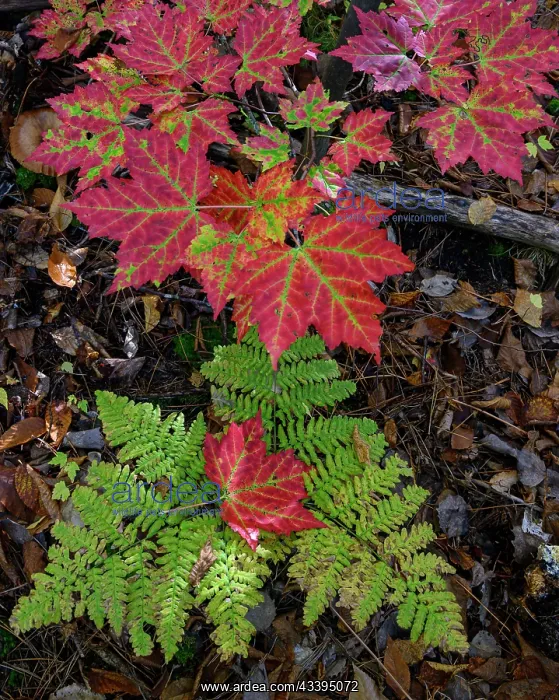 : USA, Maine. Maple leaves and Fern, Baxter State : USA, Maine. Maple leaves and Fern, Baxter State