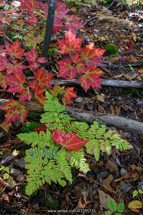: USA, Maine. Maple leaves and Fern, Baxter State : USA, Maine. Maple leaves and Fern, Baxter State