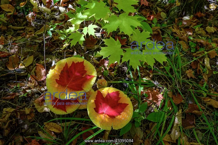 : USA, Maine. Maple leaves and mushrooms, Baxter State : USA, Maine. Maple leaves and mushrooms, Baxter State