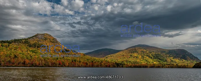 : USA, Maine. Panoramic landscape of fall foliage and view of : USA, Maine. Panoramic landscape of fall foliage and view of
