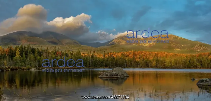: USA, Maine. Panoramic of Mount Katahdin and fall foliage : USA, Maine. Panoramic of Mount Katahdin and fall foliage