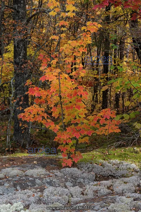 : USA, Maine. Small maple tree, Baxter State Park : USA, Maine. Small maple tree, Baxter State Park