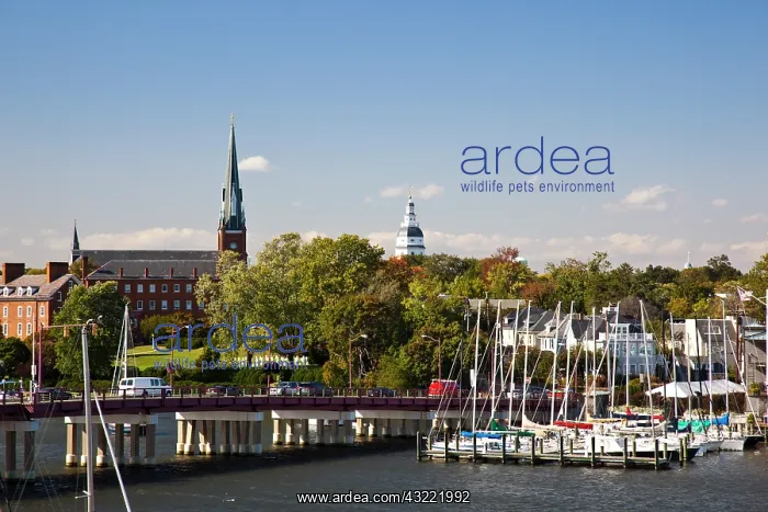 : USA, Maryland, Annapolis. Yacht marina St : USA, Maryland, Annapolis. Yacht marina St