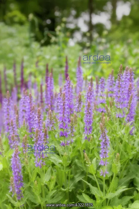 : USA, Maryland, Montgomery County. A meadow : USA, Maryland, Montgomery County. A meadow