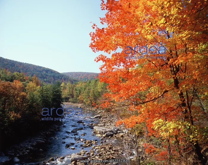 : USA, Maryland, Potomac State Forest, North : USA, Maryland, Potomac State Forest, North