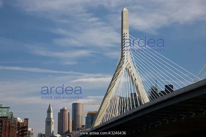 : USA, Massachusetts, Boston. The Zakim Bridge : USA, Massachusetts, Boston. The Zakim Bridge