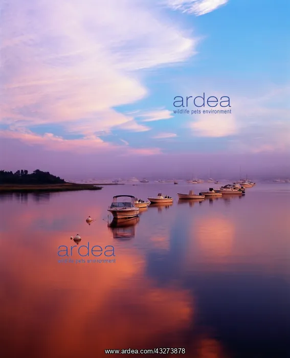  : USA, Massachusetts, Chatham, Boats in Harbor