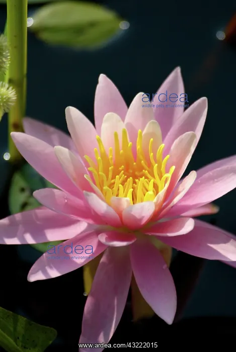 : USA, Massachusetts, Great Barrington, lily : USA, Massachusetts, Great Barrington, lily