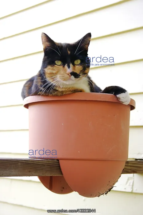 : USA, Massachusetts, Greenfield. A calico : USA, Massachusetts, Greenfield. A calico