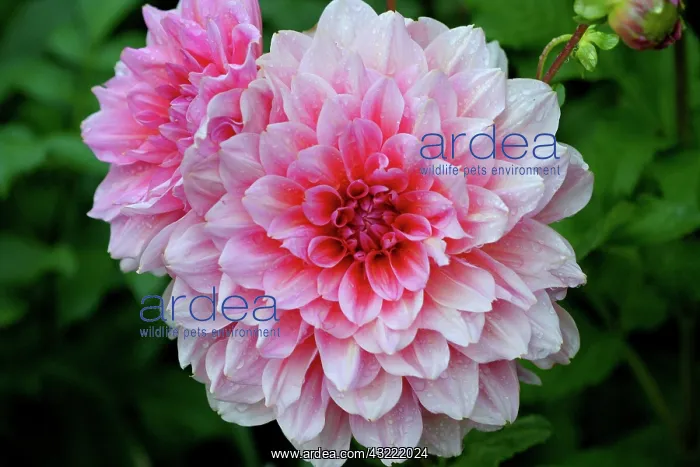 : USA, Massachusetts, Shelburne Falls. Pink : USA, Massachusetts, Shelburne Falls. Pink
