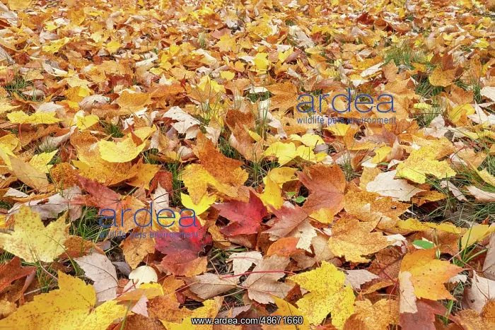 : USA, Michigan, Ottawa National Forest. Close-up of fallen : USA, Michigan, Ottawa National Forest. Close-up of fallen
