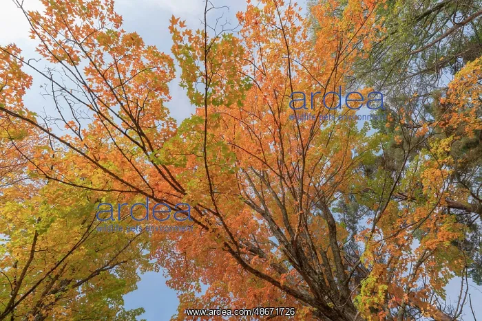 : USA, Michigan, Ottawa National Forest. Scenic of maple : USA, Michigan, Ottawa National Forest. Scenic of maple