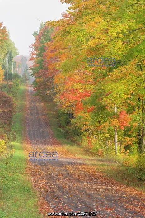 : USA, Michigan, Ottawa National Forest. Landscape of road : USA, Michigan, Ottawa National Forest. Landscape of road