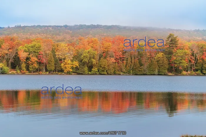 : USA, Michigan, Ottawa National Forest. Maple tree forest : USA, Michigan, Ottawa National Forest. Maple tree forest