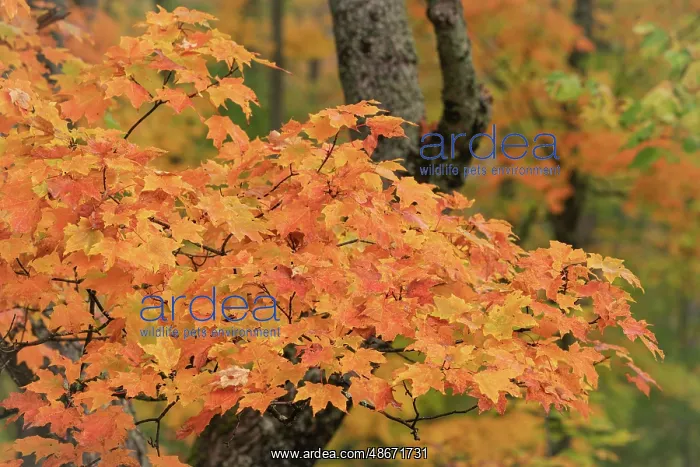 : USA, Michigan, Ottawa National Forest. Close-up of maple : USA, Michigan, Ottawa National Forest. Close-up of maple