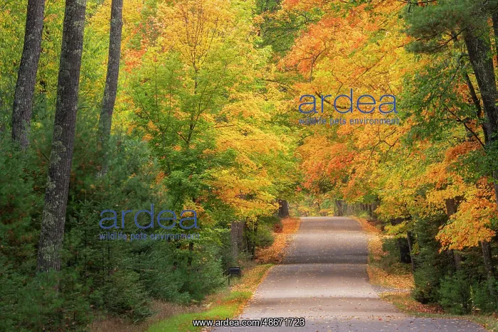: USA, Michigan, Ottawa National Forest. Road through forest : USA, Michigan, Ottawa National Forest. Road through forest