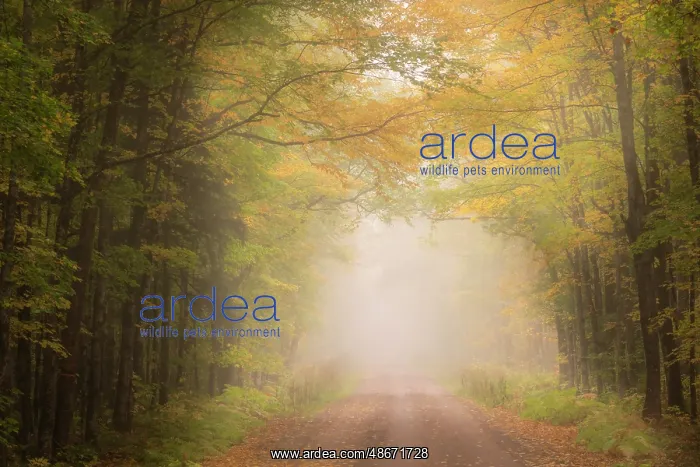 : USA, Michigan, Ottawa National Forest. Road through maple : USA, Michigan, Ottawa National Forest. Road through maple