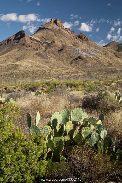 : USA - Mid-altitude desert - with Sotol and Prickly : USA - Mid-altitude desert - with Sotol and Prickly