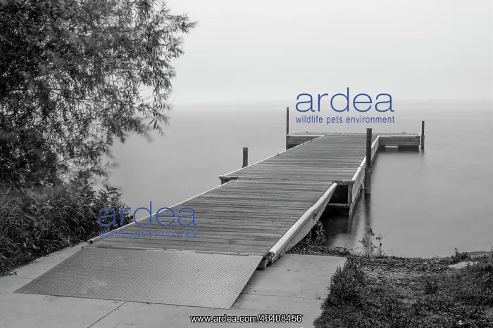 : USA, Minnesota, Bemidji, Dock on Lake Bemidji : USA, Minnesota, Bemidji, Dock on Lake Bemidji
