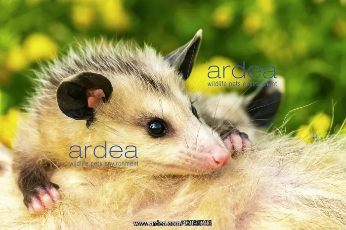 : USA, Minnesota. Captive baby opossum on mother's : USA, Minnesota. Captive baby opossum on mother's