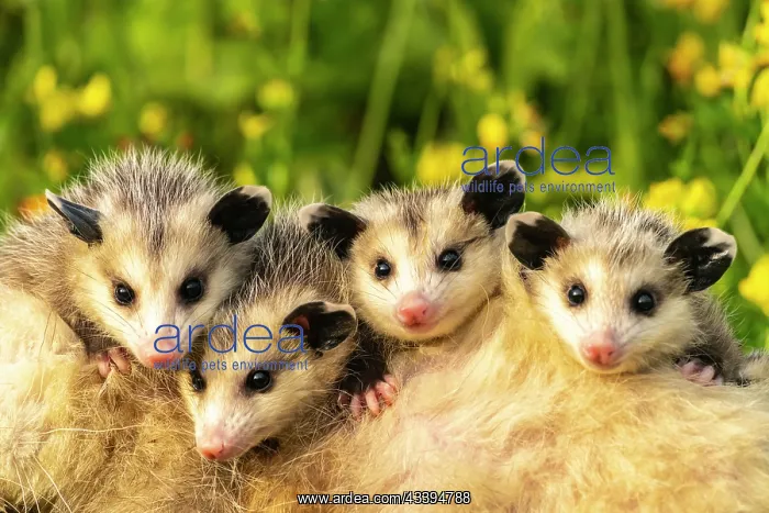 : USA, Minnesota. Captive baby opossums on mother's : USA, Minnesota. Captive baby opossums on mother's