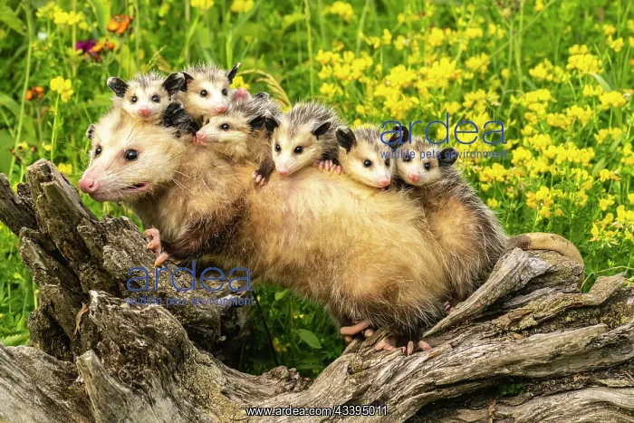 : USA, Minnesota. Captive opossum mother carrying : USA, Minnesota. Captive opossum mother carrying